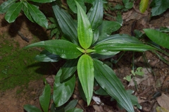 Melastoma sanguineum