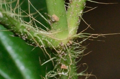 Melastoma sanguineum