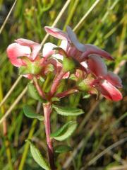 Adenandra marginata