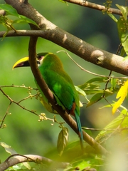 Aulacorhynchus prasinus