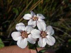 Adenandra marginata