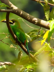 Aulacorhynchus prasinus