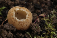 Tarzetta cupularis