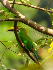 Aulacorhynchus prasinus