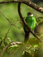 Aulacorhynchus prasinus