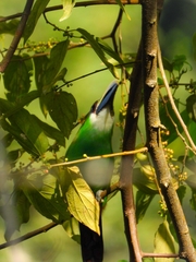 Aulacorhynchus prasinus