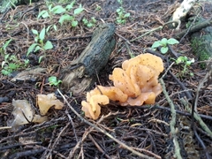Guepinia helvelloides