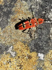 Anaglyptus meridionalis