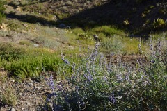 Lupinus meionanthus