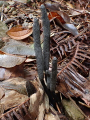 Xylaria nigripes