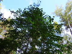 Tilia nasczokinii