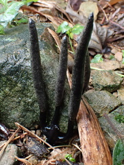 Xylaria nigripes