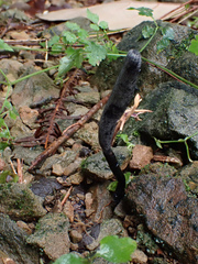Xylaria nigripes