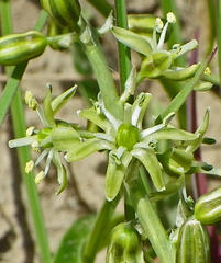 Albuca virens virens