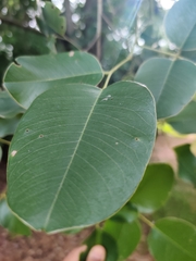 Ceratonia siliqua
