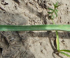 Albuca virens virens