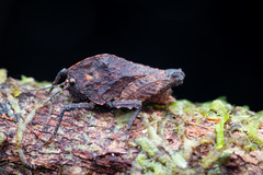 Hyperyboella