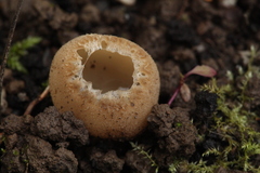 Tarzetta cupularis