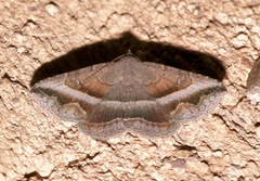 Lesmone griseipennis