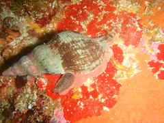 Lugubrilaria lugubris