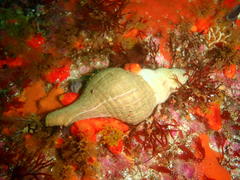 Lugubrilaria lugubris
