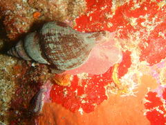 Lugubrilaria lugubris