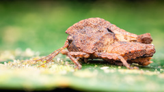 Hyperyboella