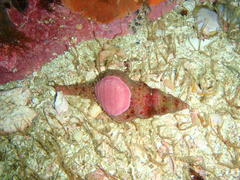 Africofusus ocelliferus