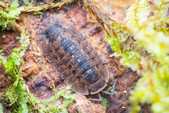 Merulana translucida