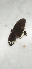 Papilio polytes