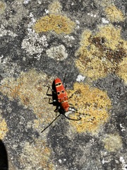 Anaglyptus meridionalis
