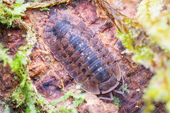 Merulana translucida