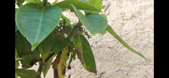 Parawixia audax