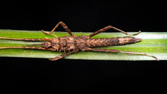 Labidiophasma rouxi