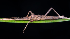 Labidiophasma rouxi