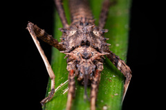 Labidiophasma rouxi