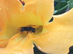 Ceratina perforatrix pyramidalis