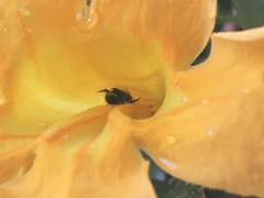 Ceratina perforatrix pyramidalis