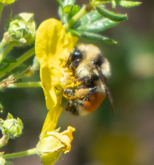 Bombus huntii