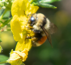 Bombus huntii