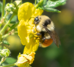 Bombus huntii
