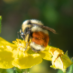 Bombus huntii