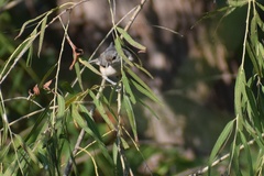 Baeolophus bicolor × atricristatus