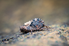 Hyperyboella