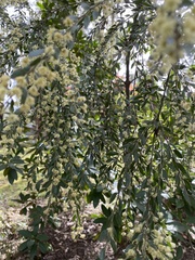 Acacia howittii