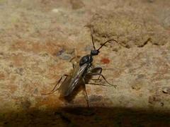 Ophthalmopone berthoudi