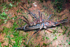 Labidiophasma rouxi