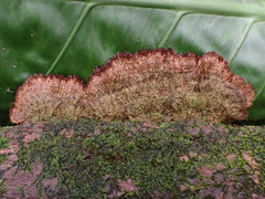 Trichaptum byssogenum