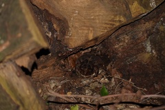 Sclerophrys pardalis