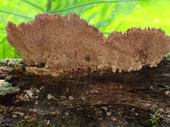 Trichaptum byssogenum